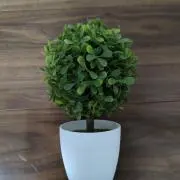 haruharuの画像
