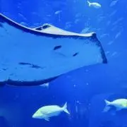 いちごの画像