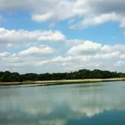 シンバの画像