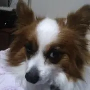 パピの画像