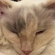 abcの画像