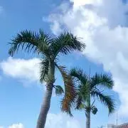 あずきばーの画像