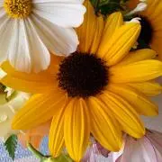 Sunflowerの画像