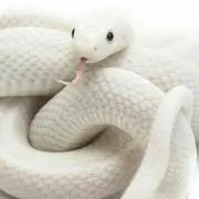 しんせんたろう  [ フォロー割中 ]の画像