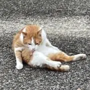 グミだいすきの画像