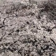 さくらの画像