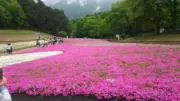 芝桜の画像