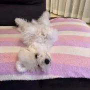 アンチョビ