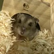 ましゅまろの画像