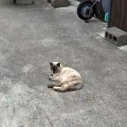 あかりの画像
