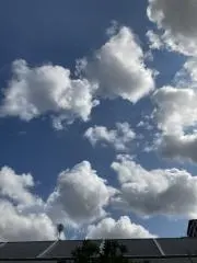 きゃとるの画像