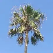 グマの画像