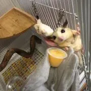 めぐみの画像