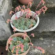 ぶれっどの画像