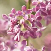mahiruの画像