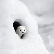 sanaaの画像