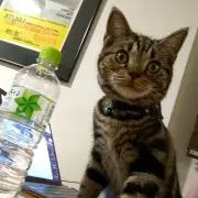 Tchanの画像