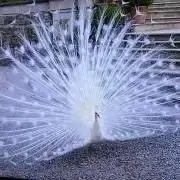 はるるの画像