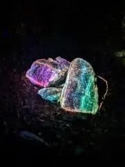ぽんちょの画像