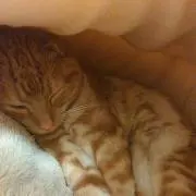 あ。あ