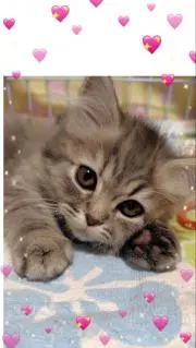 はな ❦❀プロフお読み下さい❀の画像