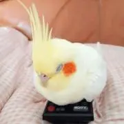 オカメの画像