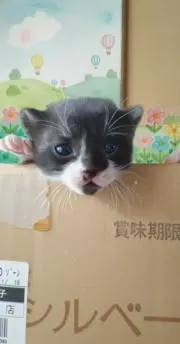 大福