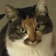 ブレの画像