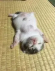 畳猫の画像