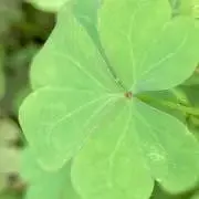v杏里vの画像