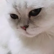 クロエの画像