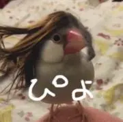 ぴよの画像