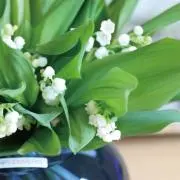 rocoの画像