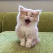 りのの画像