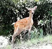 チビえり