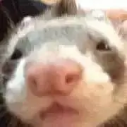 biwaの画像