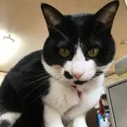ケイの画像