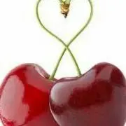 cherryの画像