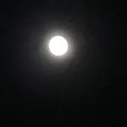 Miluの画像
