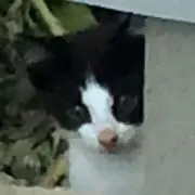 うしまるの画像