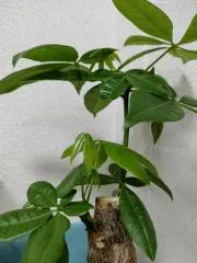キヌの画像