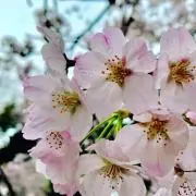 shuriの画像
