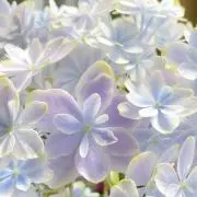 禾月の画像
