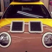 めだかの画像