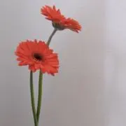 ruuuの画像