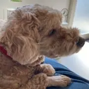 はむきちの画像