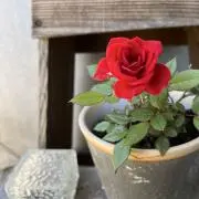 とろとろの画像