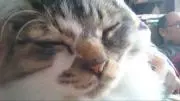 黒丸の画像