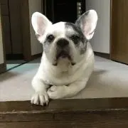 しわたろの画像
