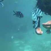 サムアチの画像